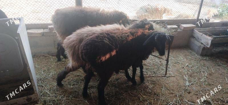 GOYUN - Гёкдепе - img 6