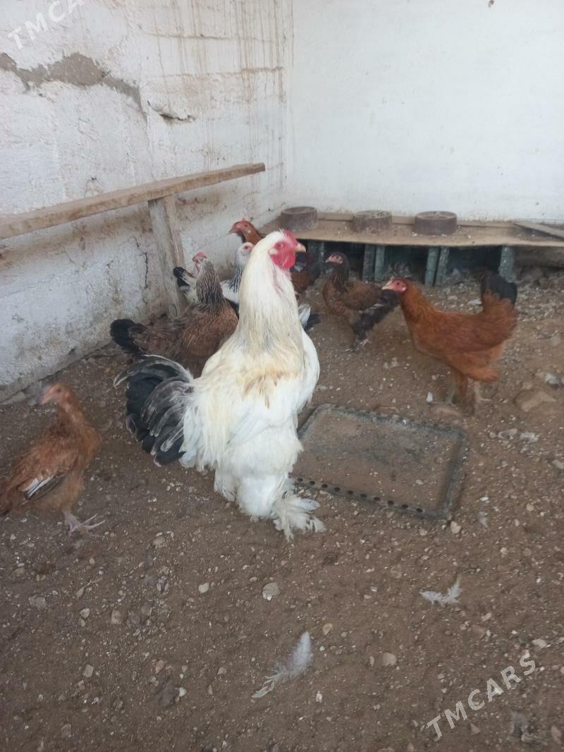 horaz - Балканабат - img 3