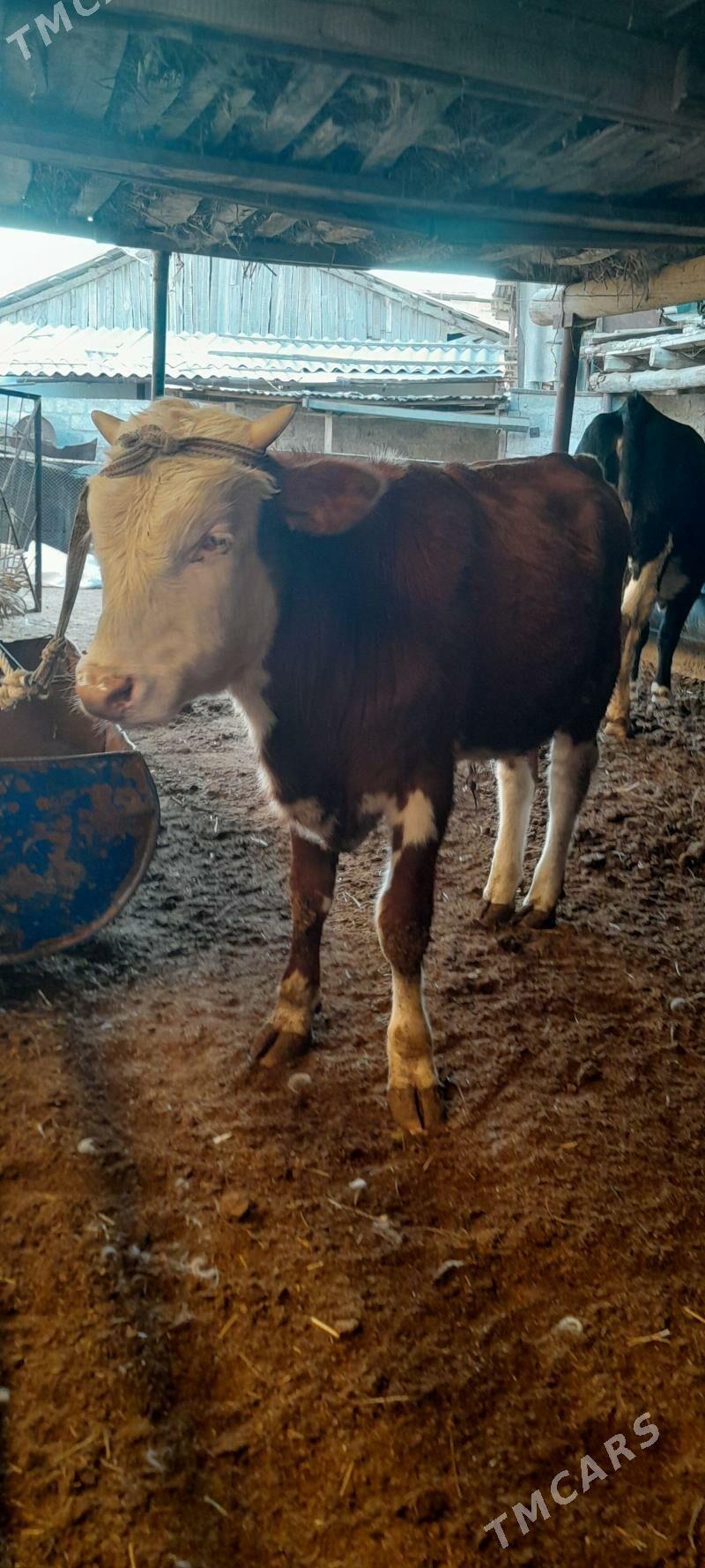 Simental okuz - Türkmenabat - img 4