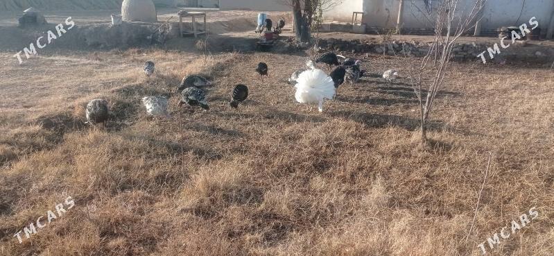 Induk - Gurbansoltan Eje - img 2