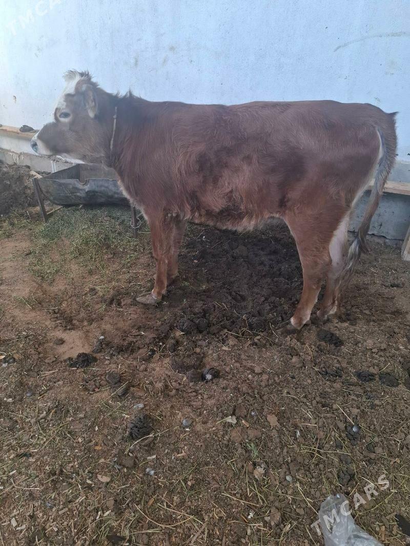 tuve - Чоганлы - img 2