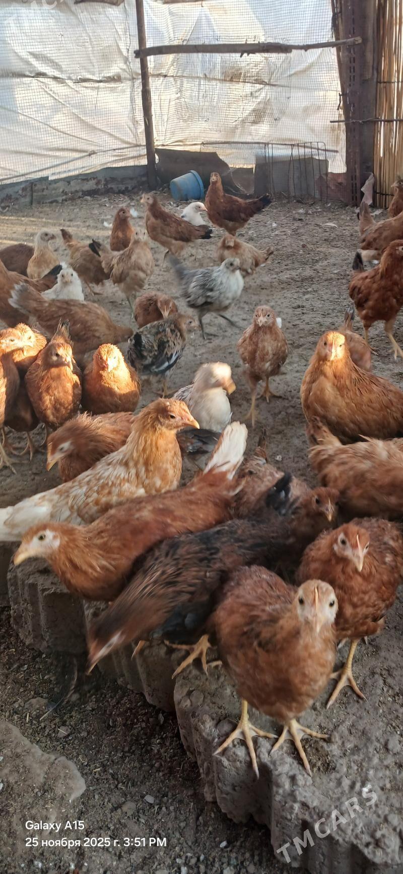 towuk juyje - Sakarçäge - img 4