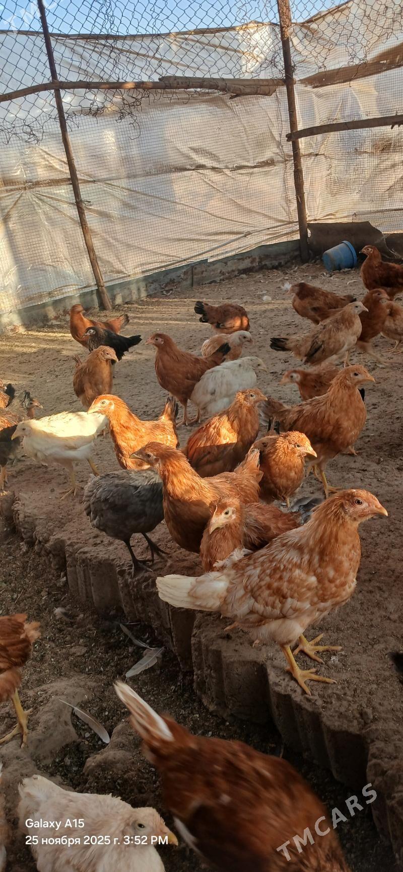 towuk juyje - Sakarçäge - img 3