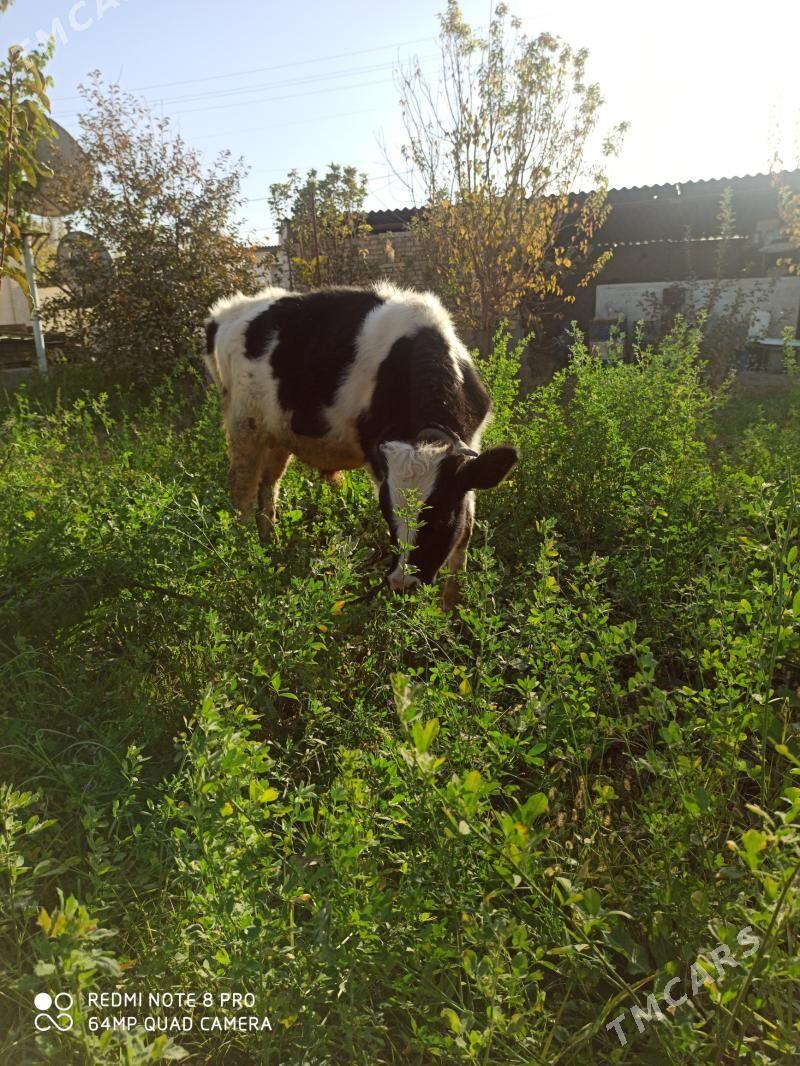 Ökizçe - Гёкдепе - img 4