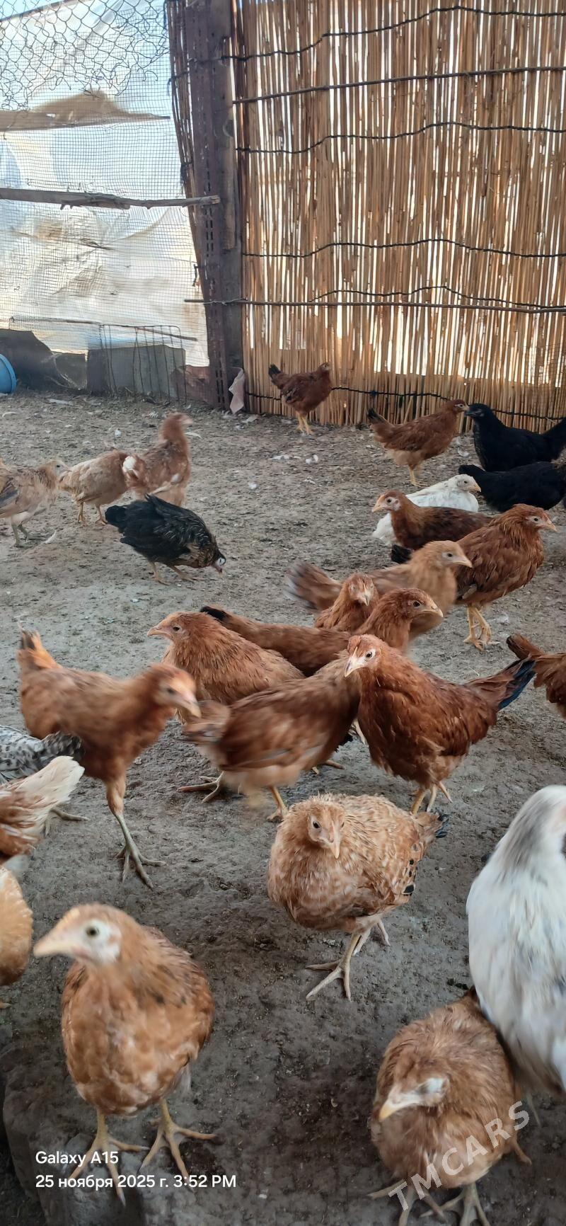 towuk juyje - Sakarçäge - img 2