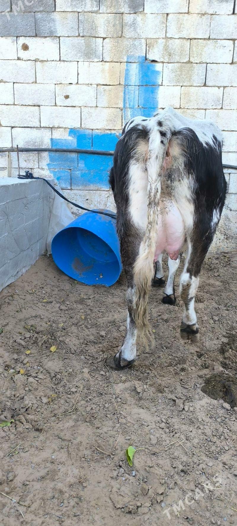 Goleli sygyr - Çoganly - img 5