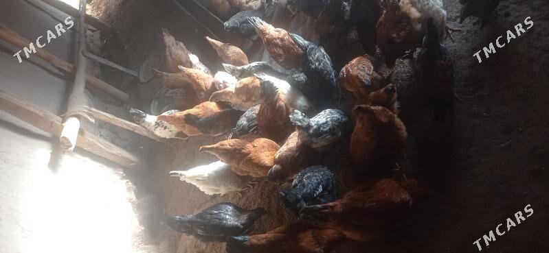 tovuk - Gurbansoltan Eje - img 2