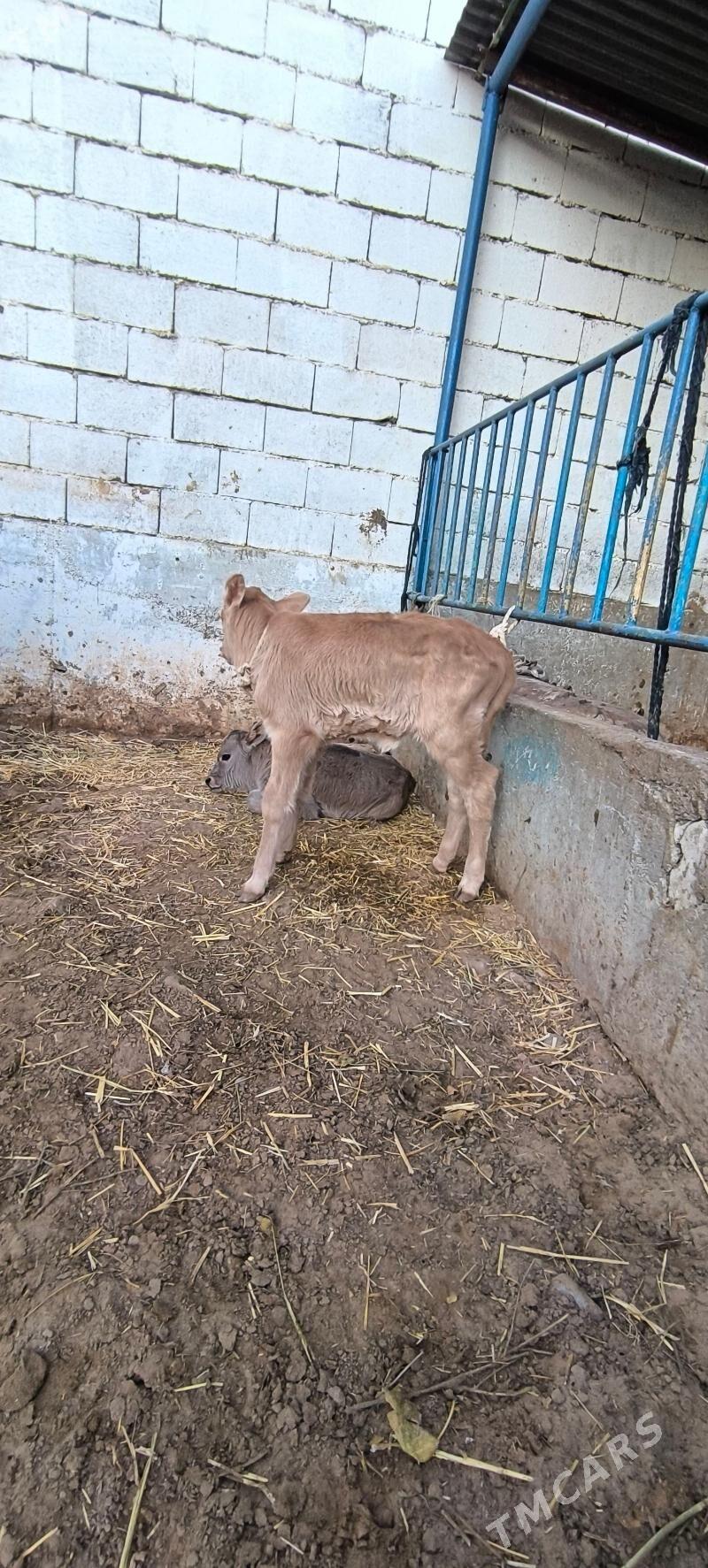 Goleli sygyr - Çoganly - img 4