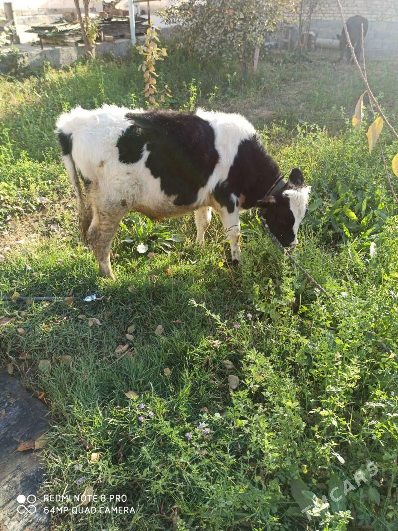 Ökizçe - Гёкдепе - img 2