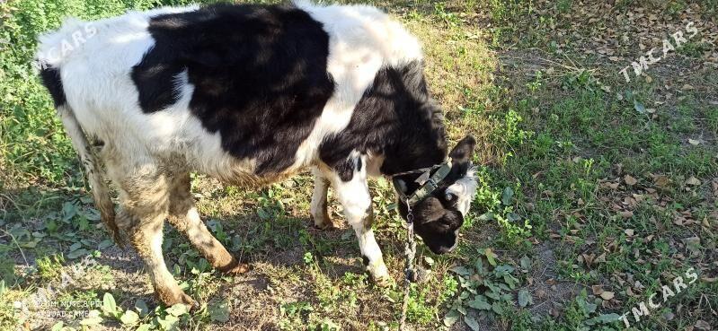 Ökizçe - Гёкдепе - img 3