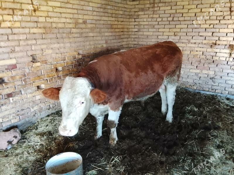 Okiz Simmental - Мары - img 3