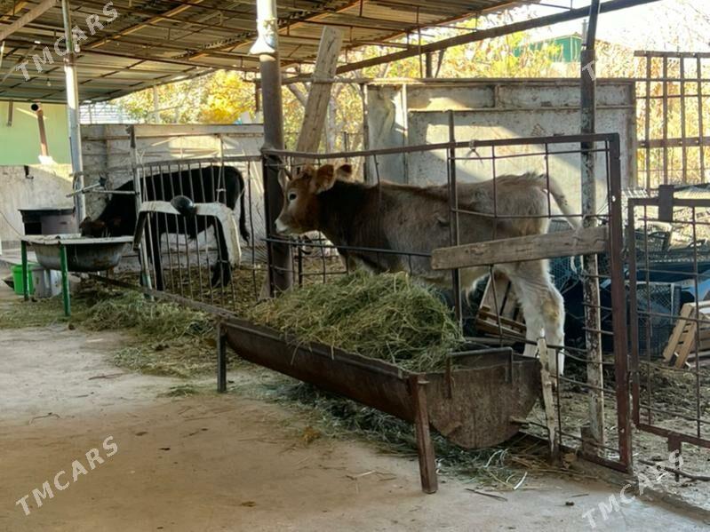 2 sany Tohum okuz - Aşgabat - img 5