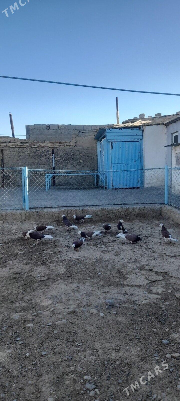 kepderi - Гызыларбат - img 4