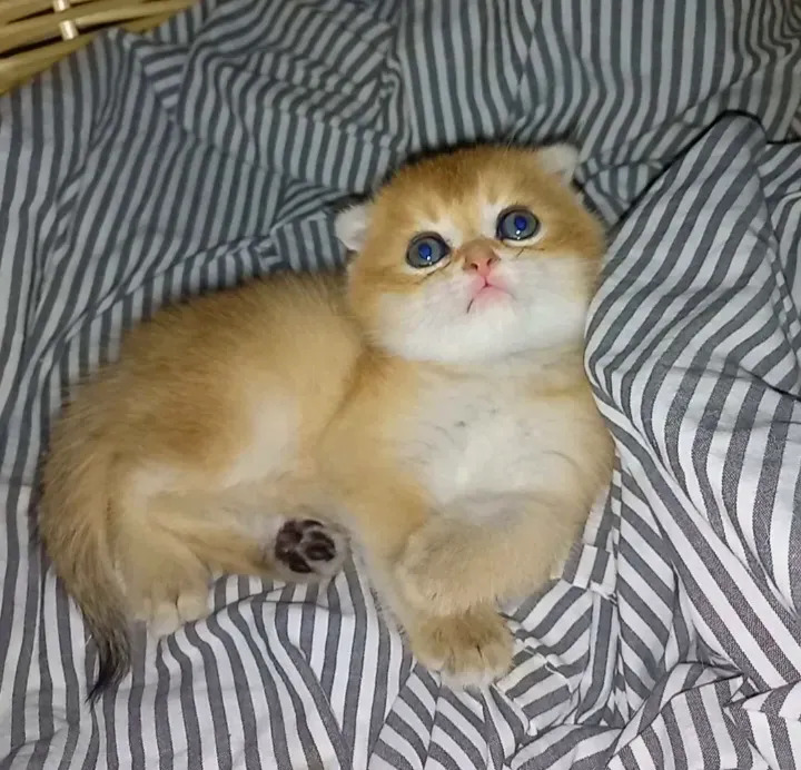 САМЫЙ ЭЛИТНЫЙ КОТ - Aşgabat - img 9