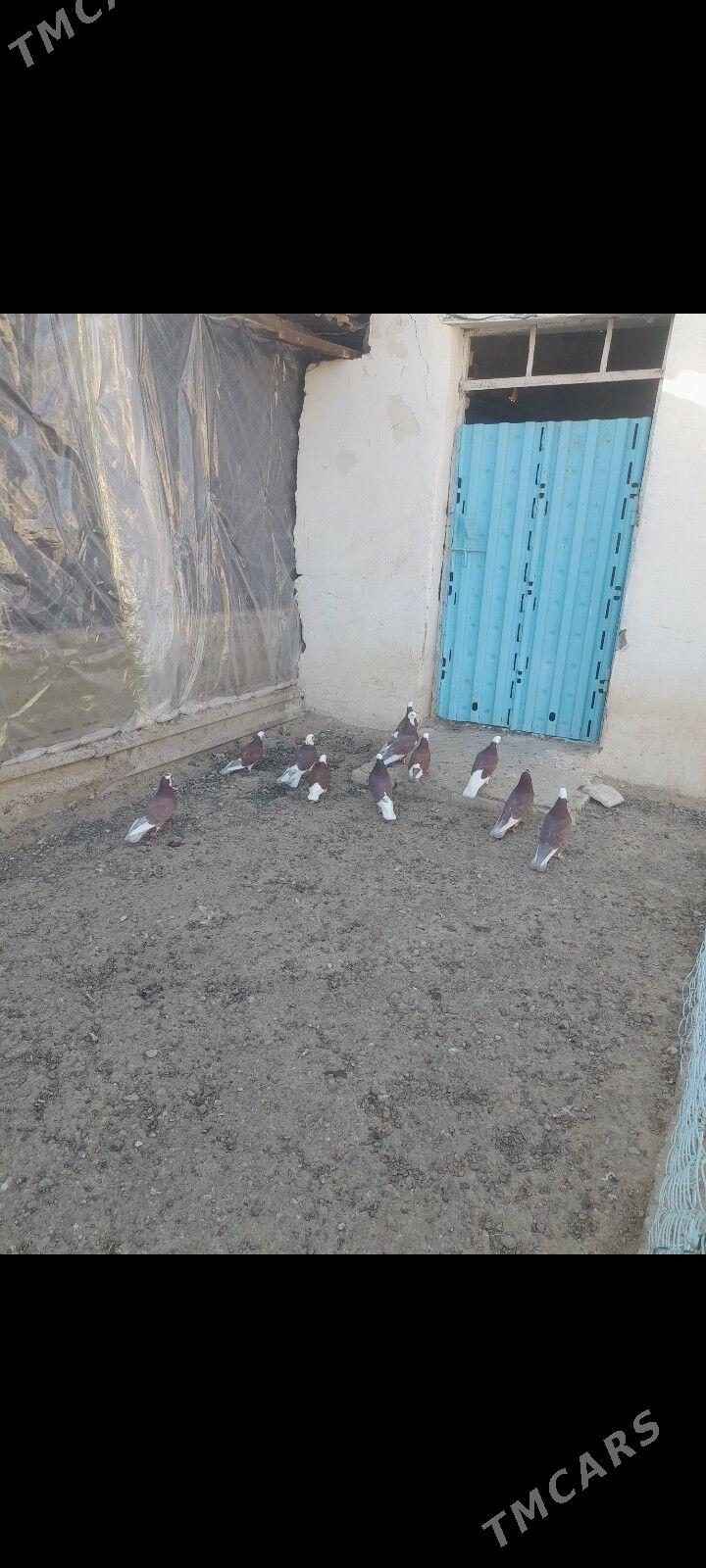 kepderi - Гызыларбат - img 3