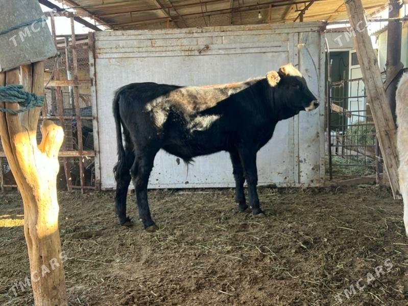 2 sany Tohum okuz - Aşgabat - img 4