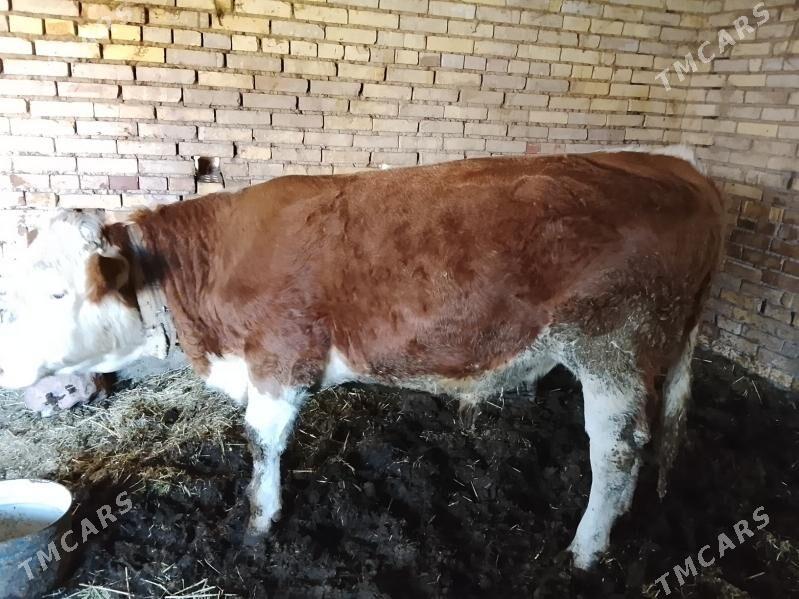 Okiz Simmental - Мары - img 4