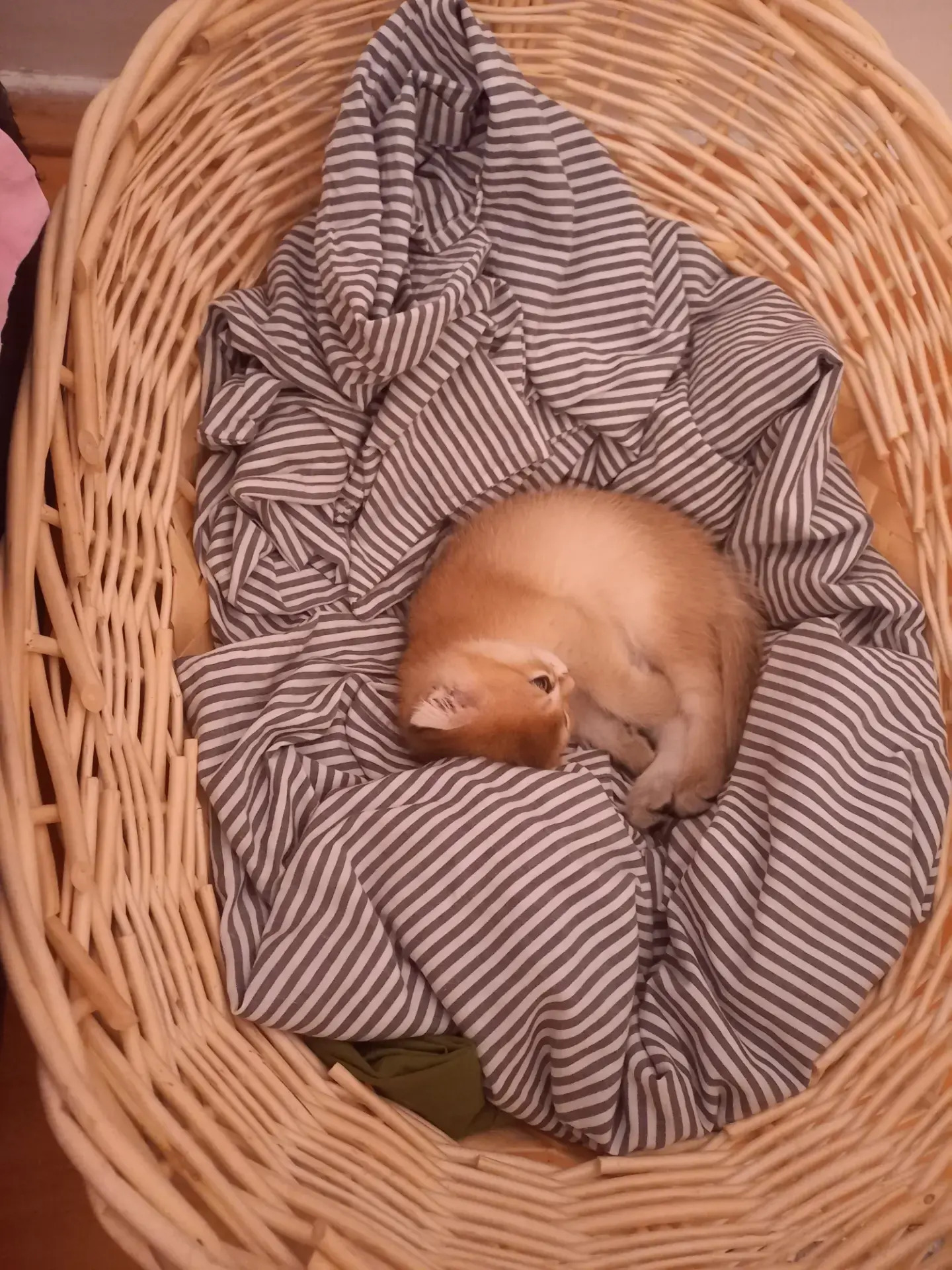 САМЫЙ ЭЛИТНЫЙ КОТ - Aşgabat - img 8