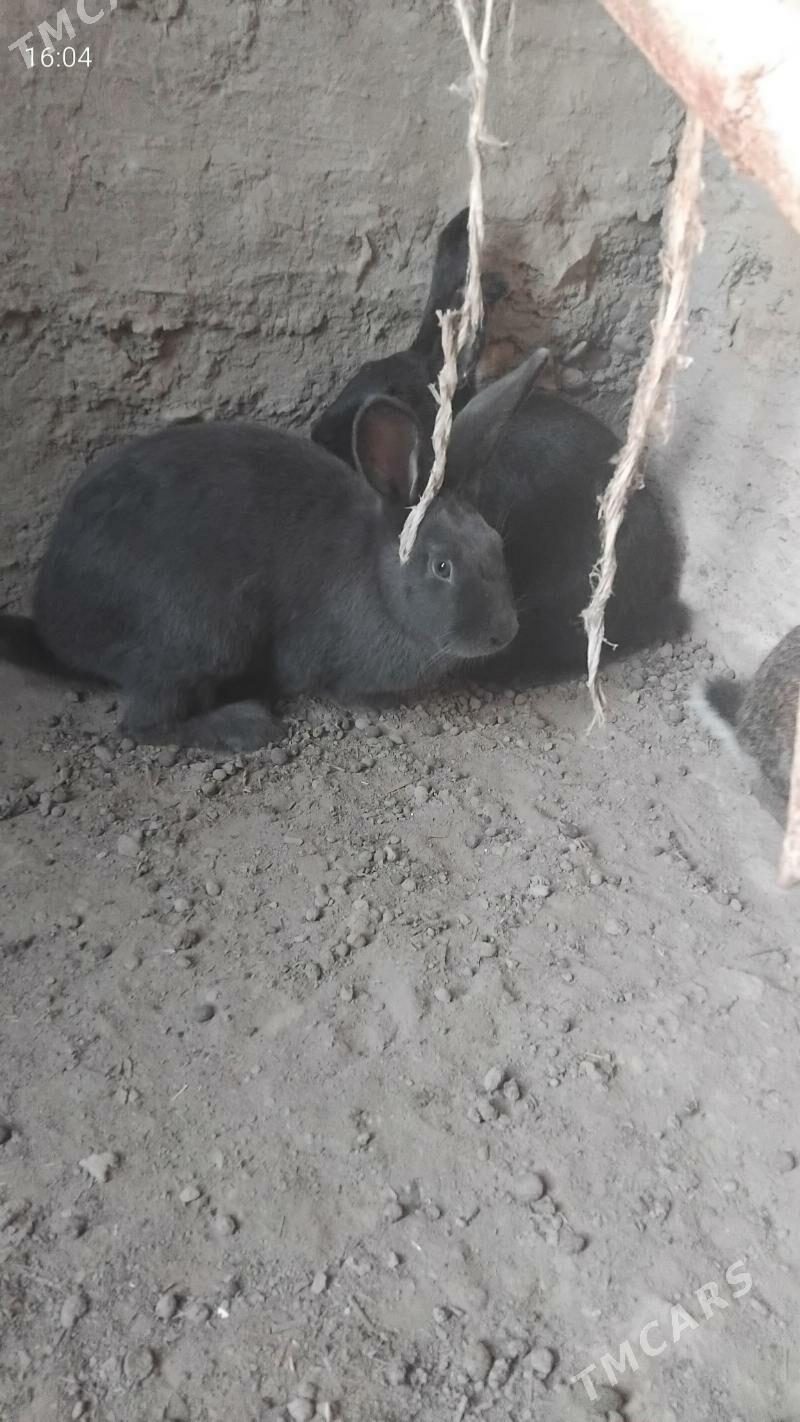 towşan - Теджен - img 2