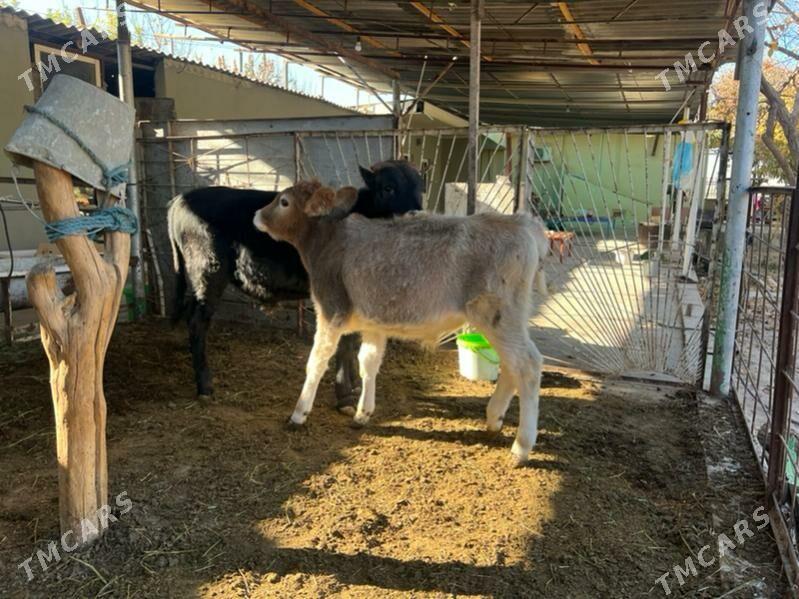 2 sany Tohum okuz - Aşgabat - img 3