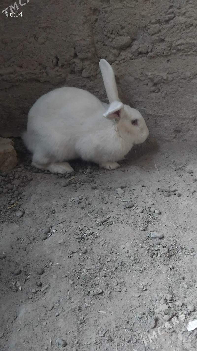 towşan - Теджен - img 3