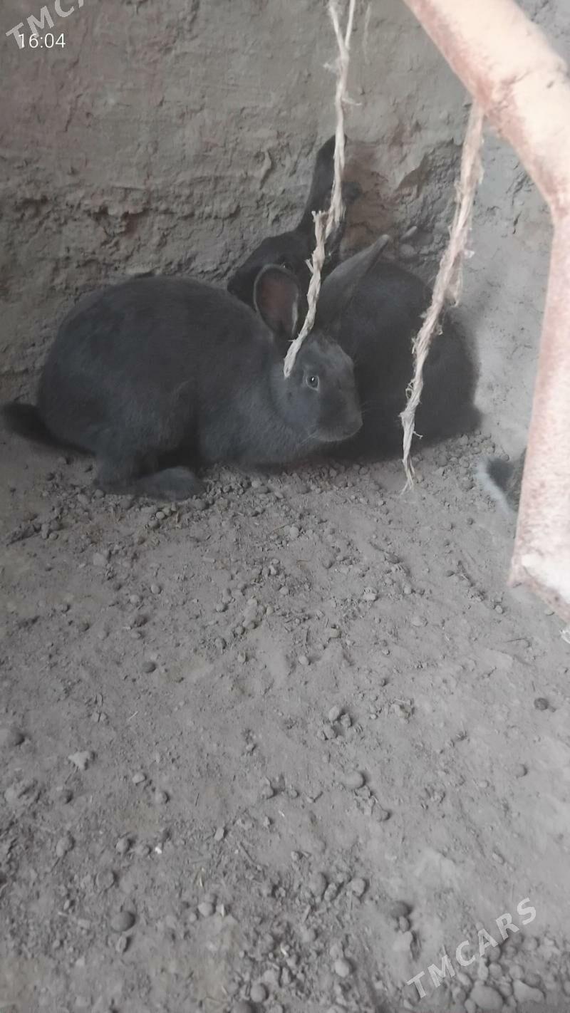 towşan - Теджен - img 4