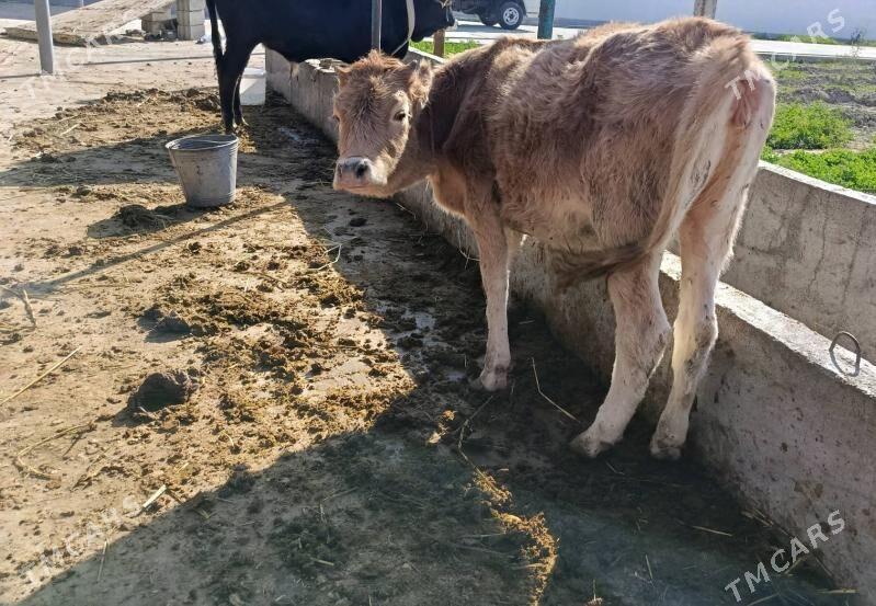 Tüwe - Gökdepe - img 2