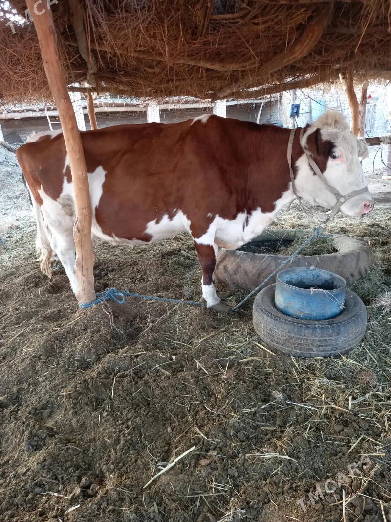 SYGYR SUYTLI MAL - Дянев - img 4