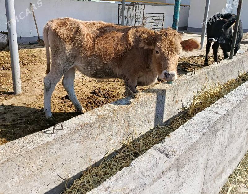 Tüwe - Gökdepe - img 1