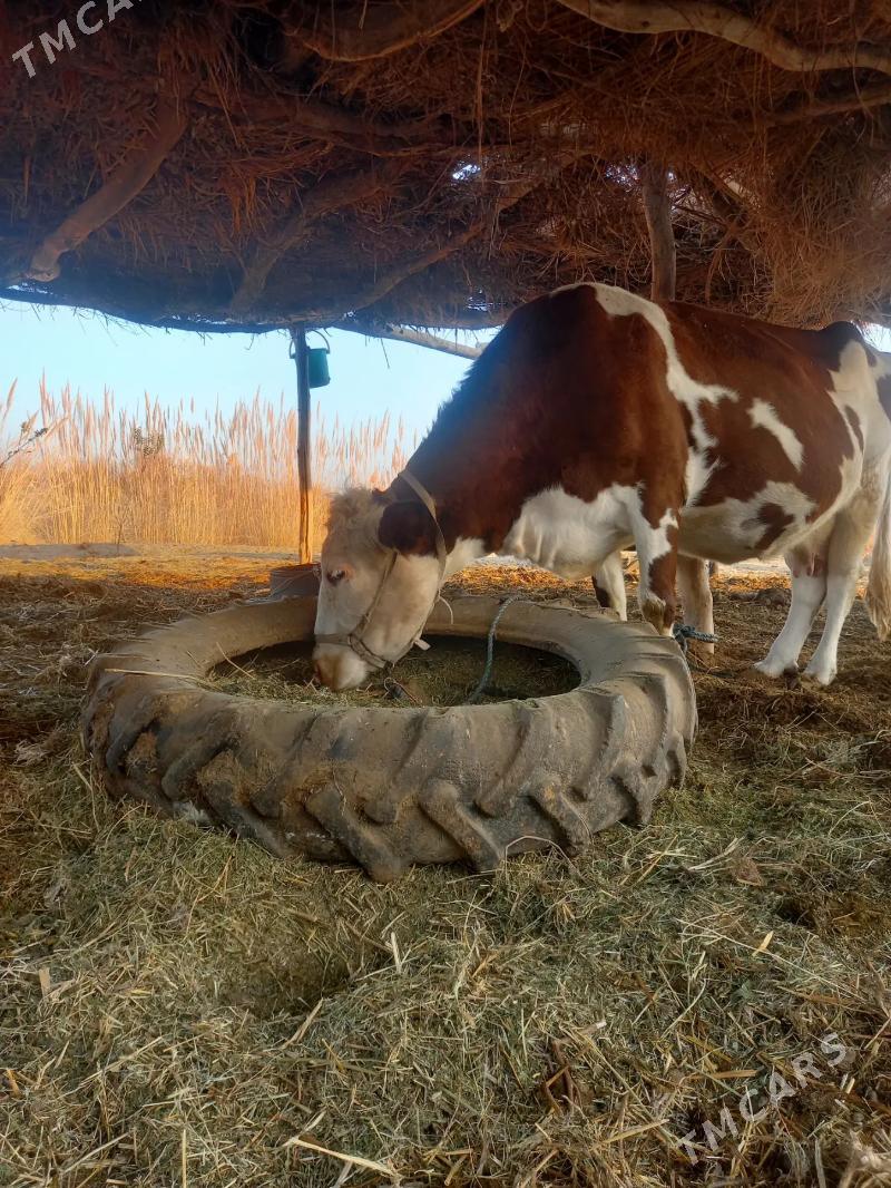 SYGYR SUYTLI MAL - Дянев - img 5