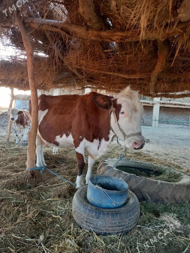 SYGYR SUYTLI MAL - Дянев - img 2