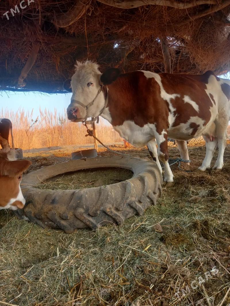 SYGYR SUYTLI MAL - Дянев - img 6