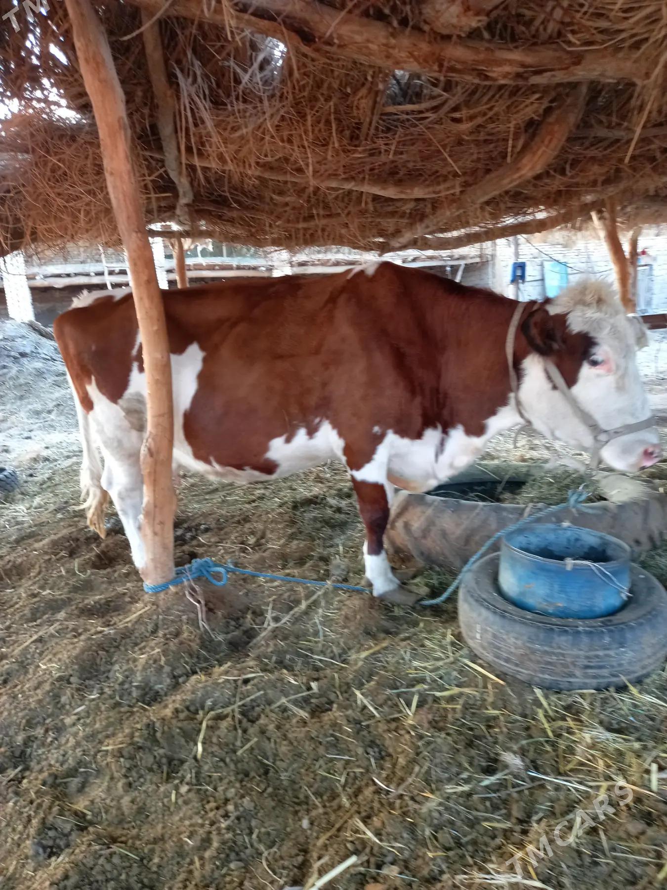 SYGYR SUYTLI MAL - Дянев - img 3