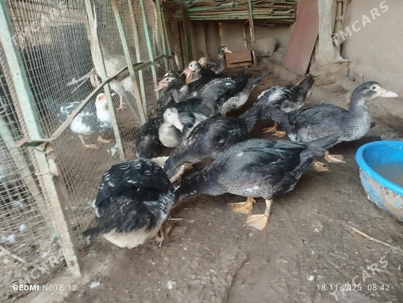 индаутка indautka - Mary - img 2