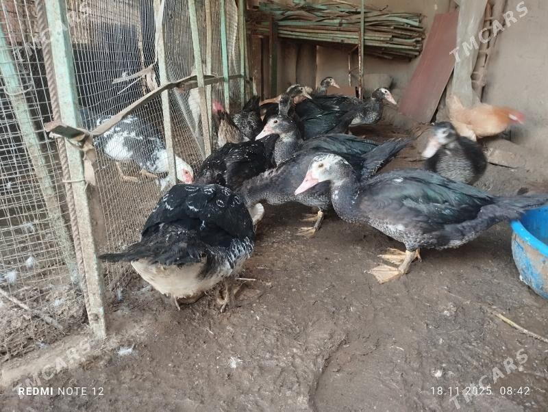 индаутка indautka - Mary - img 3