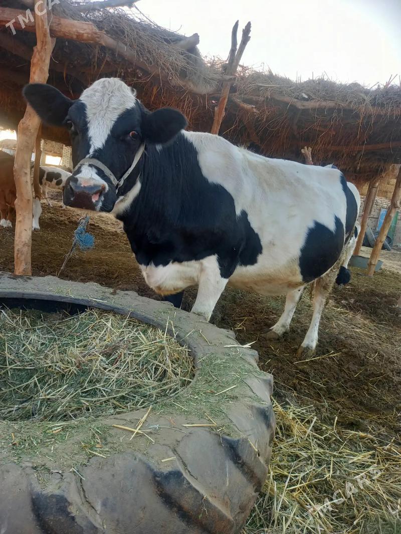 SUYTLI SYGYR - Дянев - img 1