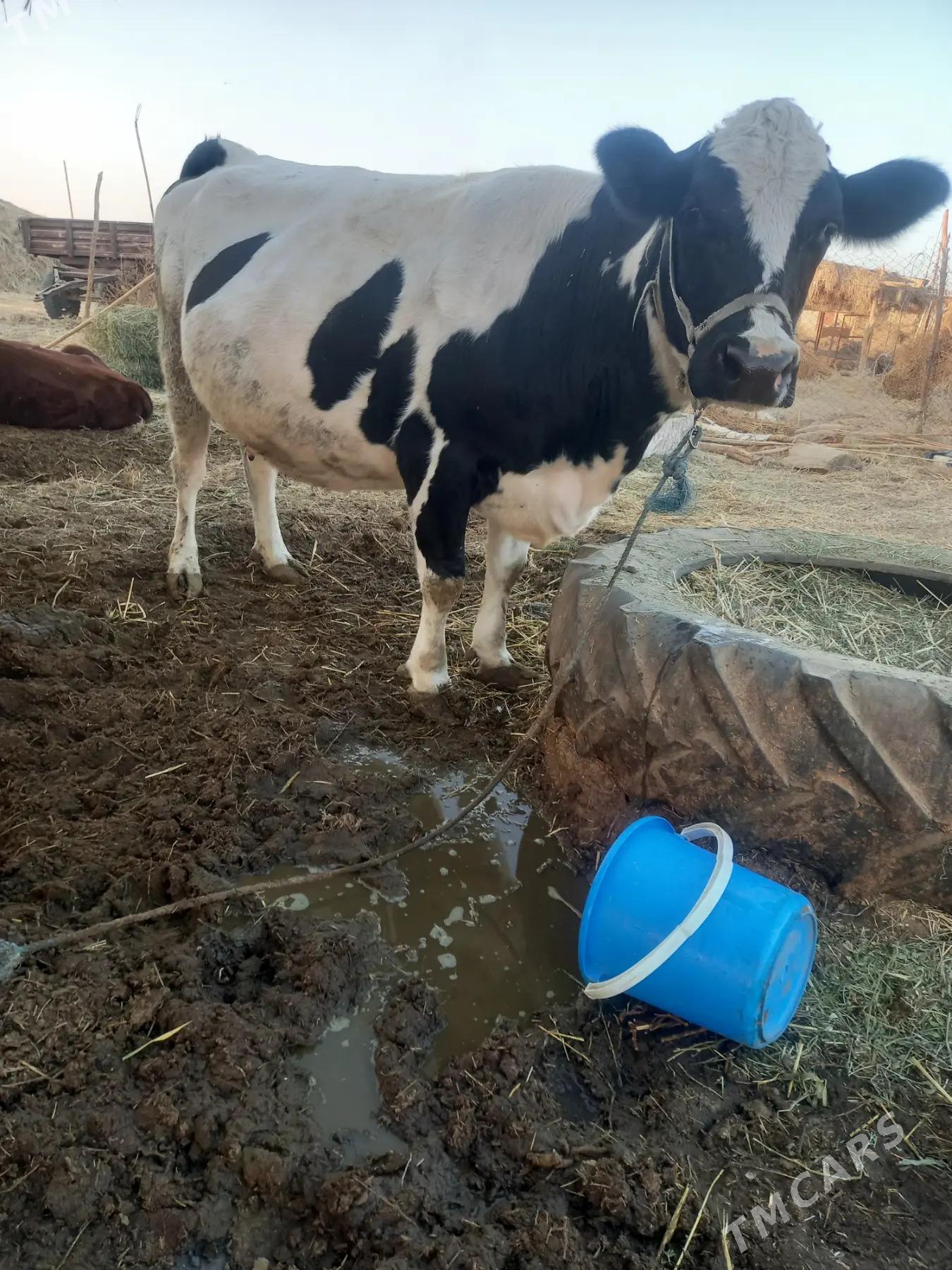 SUYTLI SYGYR - Дянев - img 3