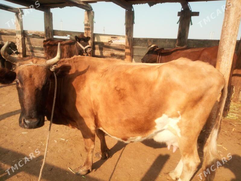 Golleli sygyr - Jebel - img 1