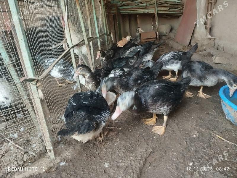 индаутка indautka - Mary - img 1