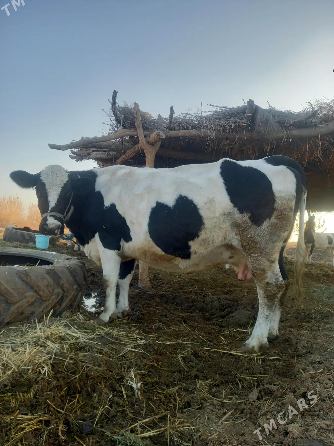 SUYTLI SYGYR - Дянев - img 2