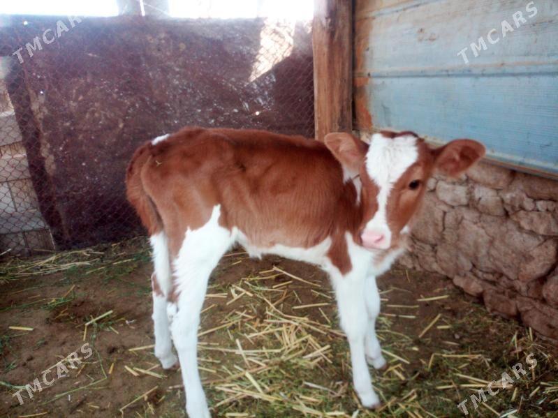 Golleli sygyr - Jebel - img 3