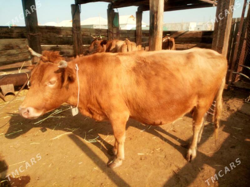 Golleli sygyr - Jebel - img 2