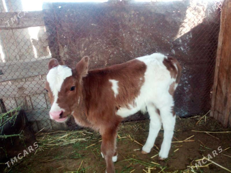 Golleli sygyr - Jebel - img 4