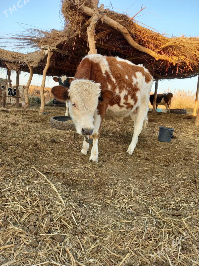 SEMENTAL - Dänew - img 2