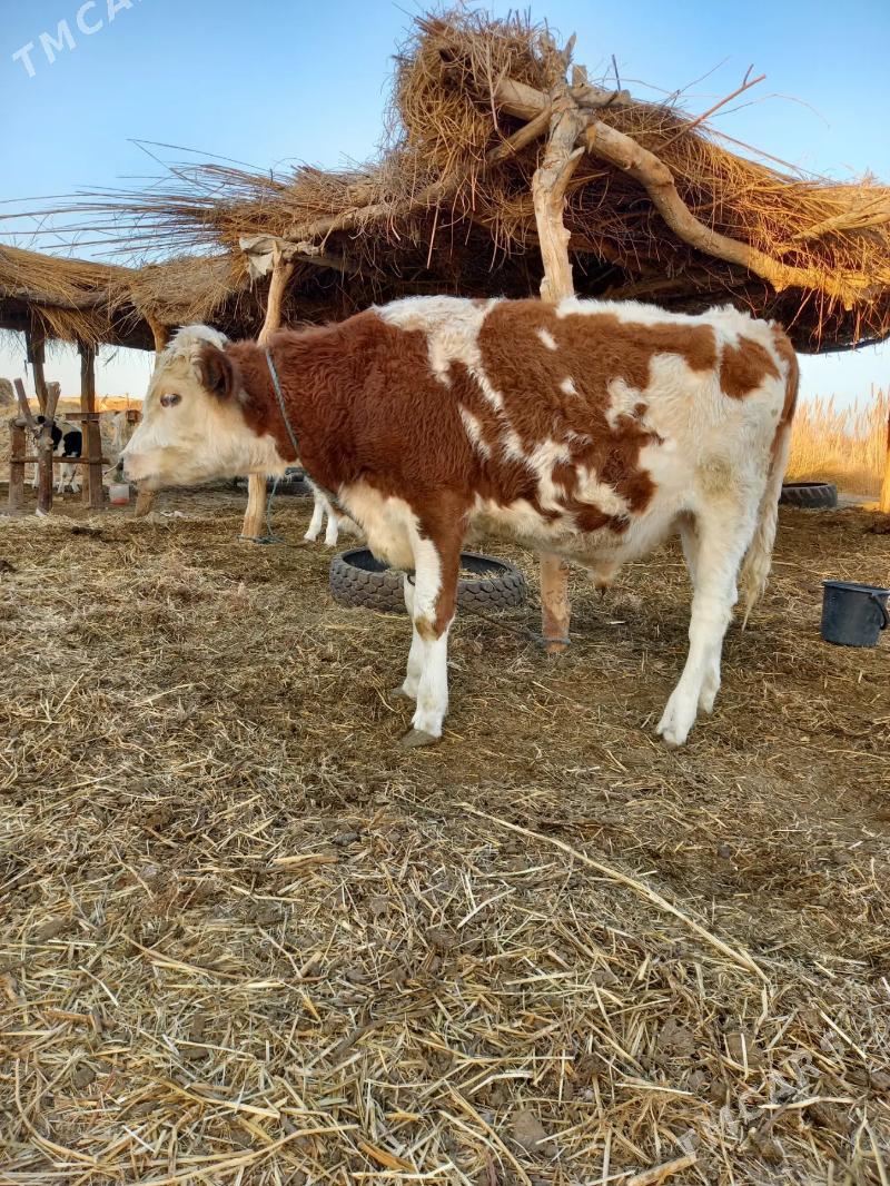 SEMENTAL - Dänew - img 4