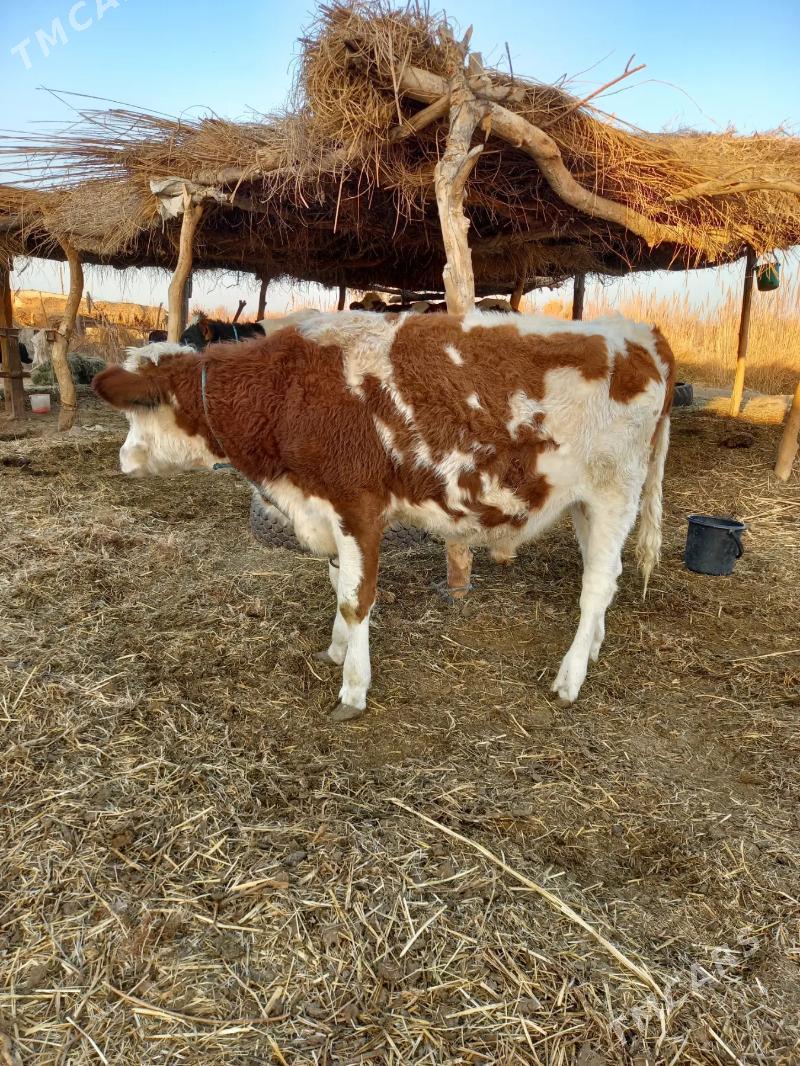 SEMENTAL - Dänew - img 3