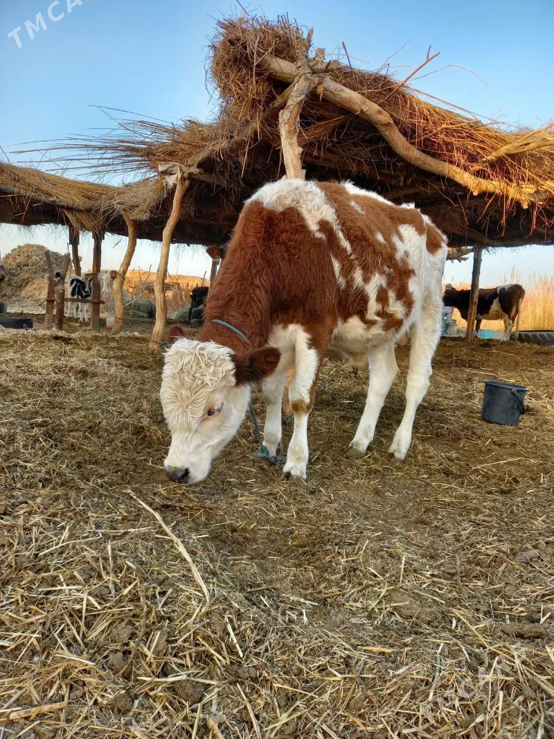 SEMENTAL - Dänew - img 1