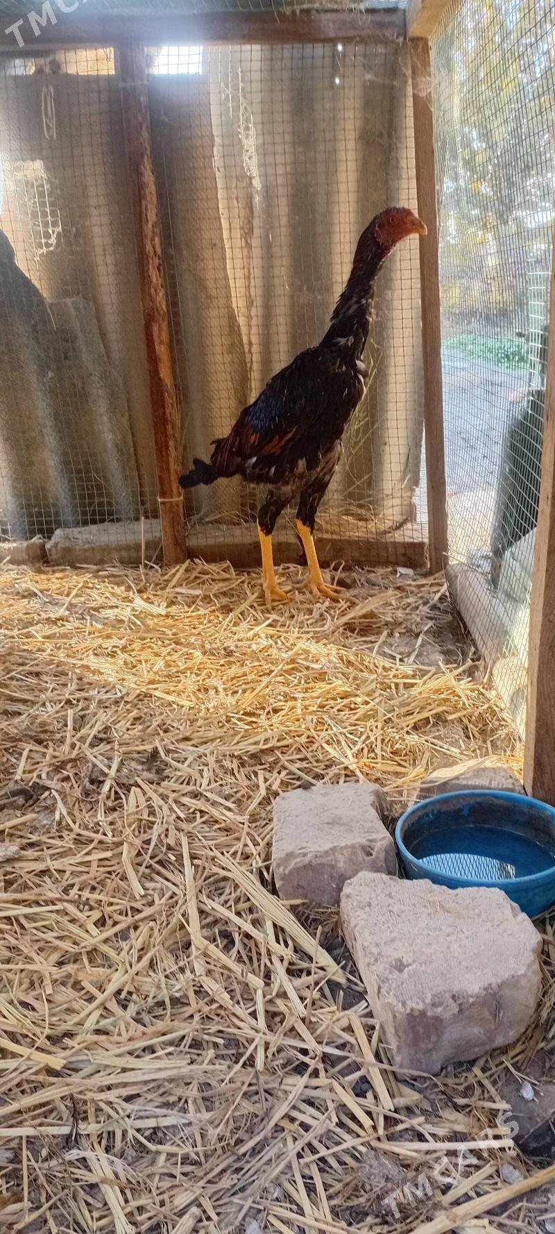 Horaz - Sakar - img 1