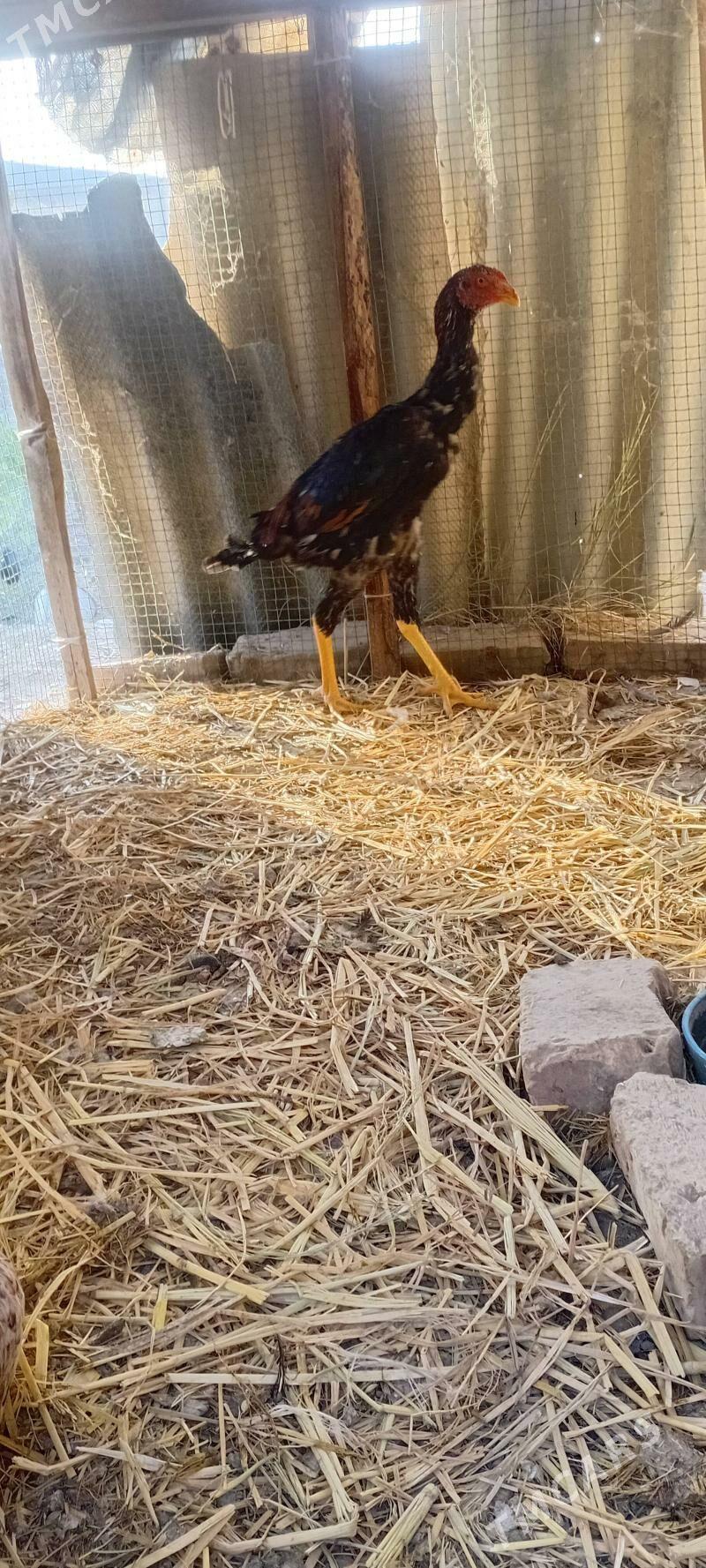 Horaz - Sakar - img 3