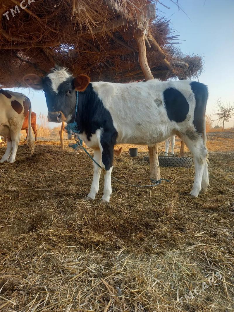 GIBRIT UNAJYN - Dänew - img 3